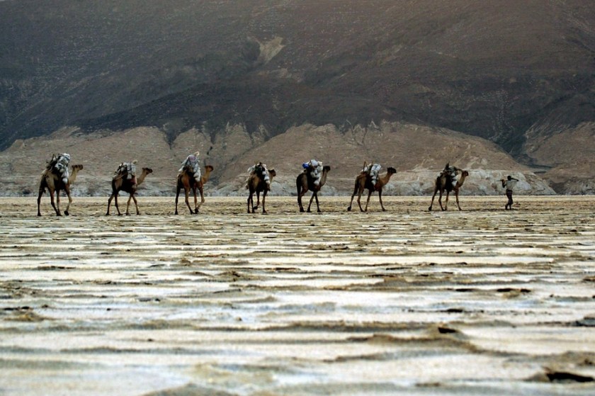 Afar with camels in the Danakil depression