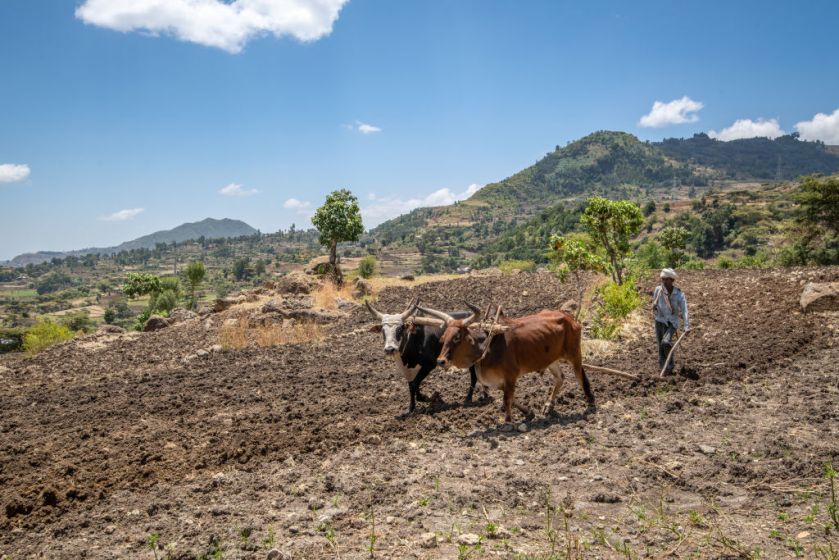 Two oxen pull a plough in a field, with a man walking behind